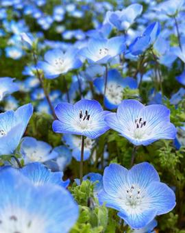 ネモフィラの写真
