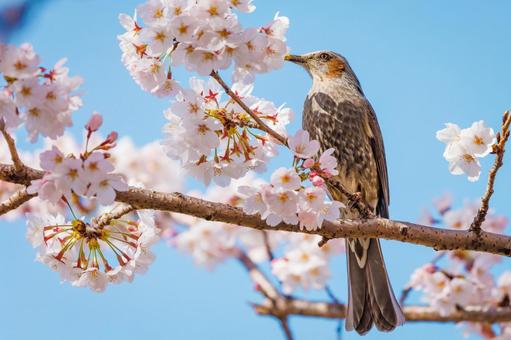 桜にとまるヒヨドリ 桜にとまるヒヨドリ ヒヨドリ,さくら,春の写真素材