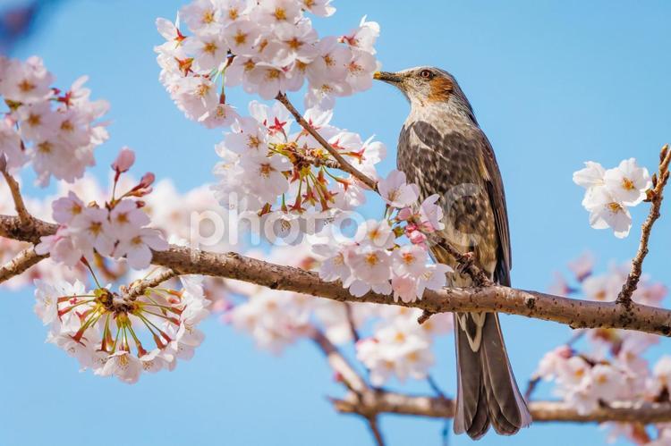桜にとまるヒヨドリ ヒヨドリ,さくら,春の写真素材