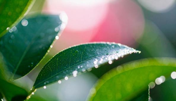 雨上がり 恵みの雨 雨粒 しずく 水やり 雨上がり 恵みの雨 雨粒 しずく 水やりの写真