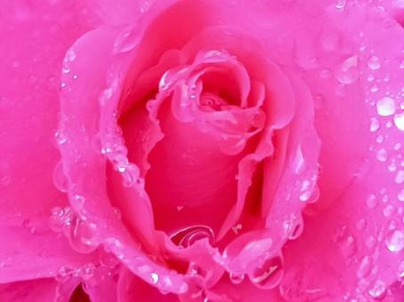 Rose, JPG Rose, JPG