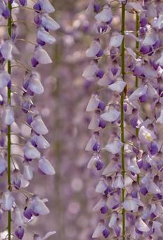 Vividly blooming wisteria flowers, JPG Vividly blooming wisteria flowers, JPG
