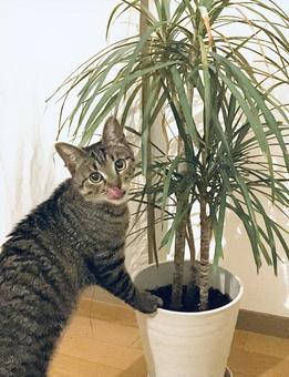 猫 猫の写真