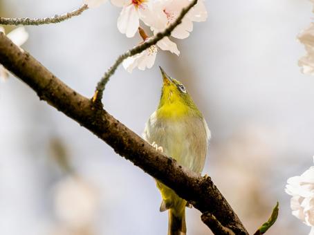 桜とメジロ・サクジロー 桜とメジロ・サクジローの写真