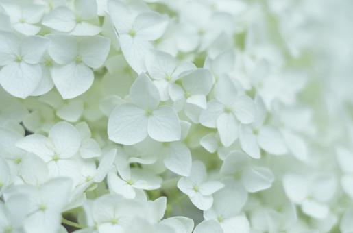 白い紫陽花 白い紫陽花の写真