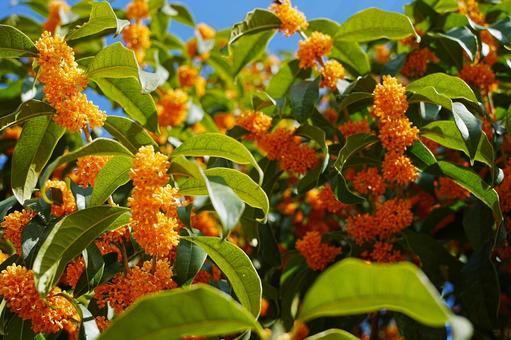 金木犀 金木犀,キンモクセイ,秋の写真素材