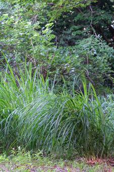 Japanese silver grass, JPG Japanese silver grass, JPG