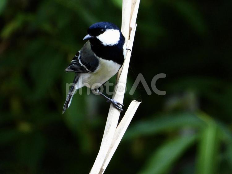 ヨシにつかまるシジュウカラ 鳥,野鳥,シジュウカラの写真素材