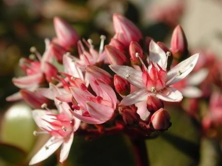 Photo, flowers and trees, floating inflorescence, star type, 