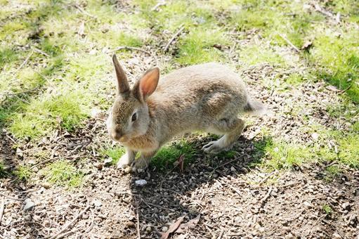 広島 大久野島 うさぎ島の子うさぎ4 広島 大久野島 うさぎ島の子うさぎ4 子うさぎ,うさぎ,卯の写真素材