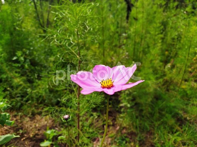 初秋　風に揺れる一輪のコスモス コスモス,一輪,薄ピンクの写真素材