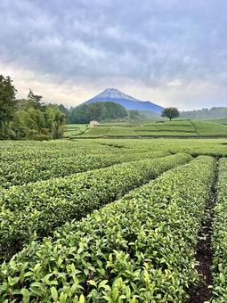 茶畑から見る初冠雪の富士山 茶畑から見る初冠雪の富士山 富士山,茶畑,お茶の写真素材