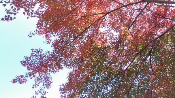 autumn leaves, JPG