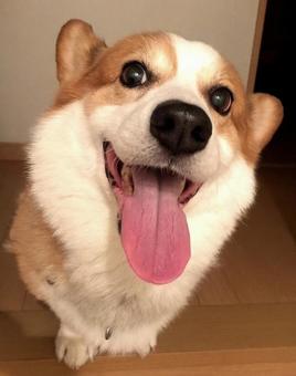 笑顔 コーギー,犬,笑顔の写真素材