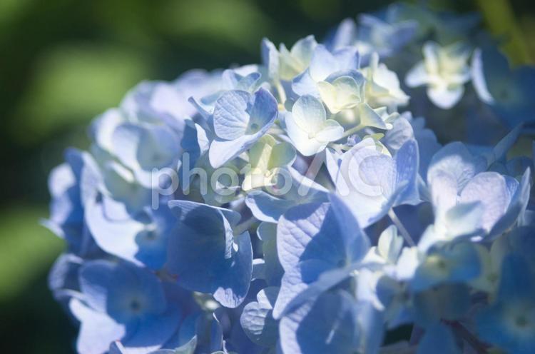 フワッとした水色のあじさいの画像 あじさい,アップ,6月の写真素材