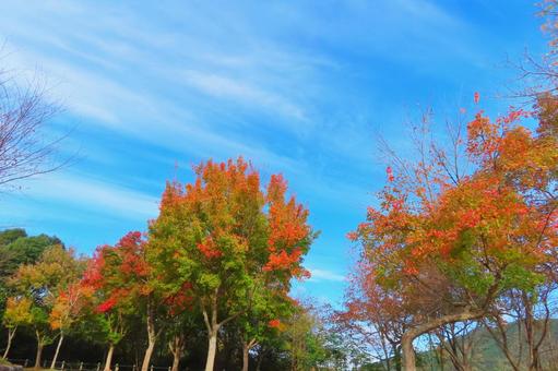 青空と紅葉 青空と紅葉 秋,紅葉,山の写真素材