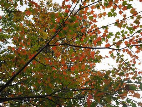 紅葉(越後三山・越後駒ヶ岳) 紅葉(越後三山・越後駒ヶ岳)の写真