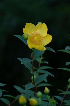 金色に輝く梅の花 金色に輝く梅の花 キンシバイ,花,オトギリソウ科の植物の写真素材