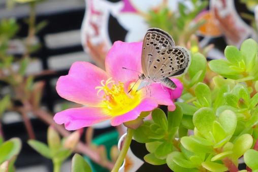 ポーチュラカの花にとまるシジミチョウ 蝶 ポーチュラカの花にとまるシジミチョウ 蝶 シジミチョウ,蝶,ちょうちょの写真素材