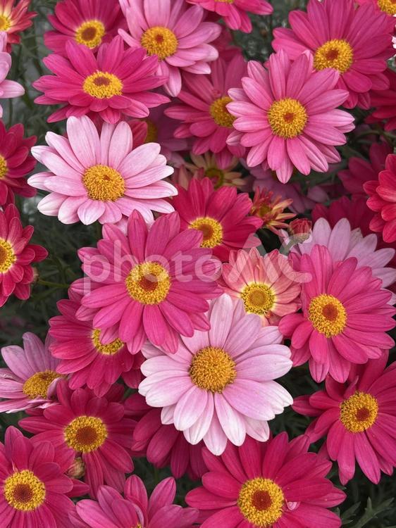 寄せ植えのマーガレット マーガレット,花,春の写真素材