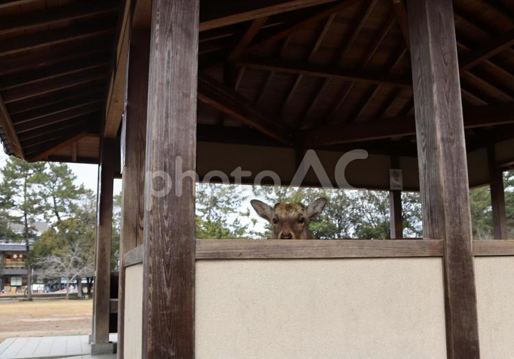 隠れん坊で遊ぶ鹿ちゃん（奈良公園） 鹿,かわいい,可愛いの写真素材