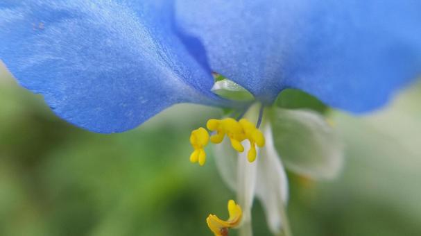 朝咲いて昼にはしぼむはかないつゆくさの花 朝咲いて昼にはしぼむはかないつゆくさの花の写真