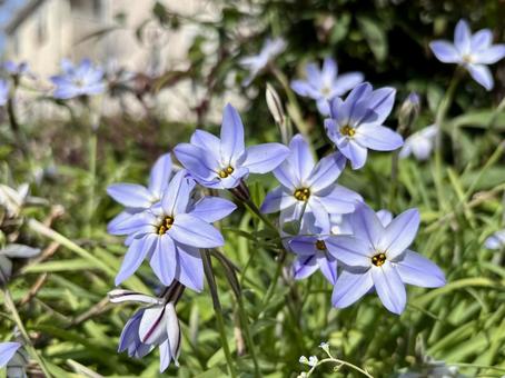 Blue flower of Zephyranthes candida, JPG Blue flower of Zephyranthes candida, JPG