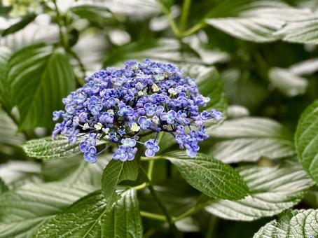 紫陽花のはじまり 紫陽花のはじまりの写真