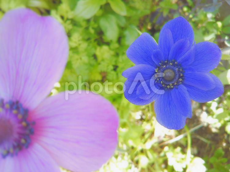 花　植物　ガーデニング　ボタニカルイメージ　アネモネの花 花,紫色の花,植物の写真素材
