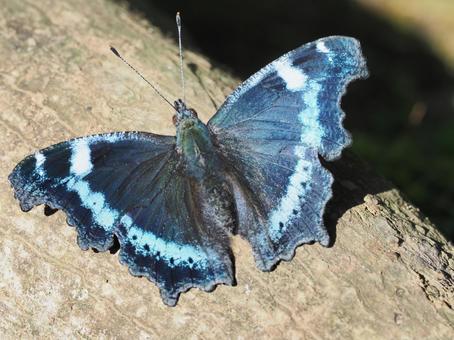 ルリタテハ ルリタテハ,蝶,タテハチョウの写真素材