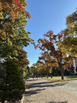 紅葉の10月下旬札幌大通公園西10丁目 紅葉の10月下旬札幌大通公園西10丁目 札幌,北海道,大通公園の写真素材