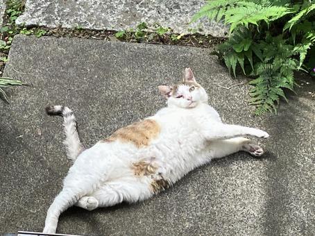 かわいい野良猫 かわいい野良猫の写真
