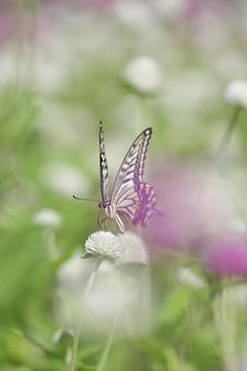植物公園緑化センターにて 蝶,花,緑化センターの写真素材