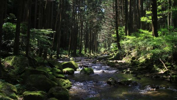 桑の木の滝までの川 桑の木の滝までの川 桑の木の滝,川,清流の写真素材