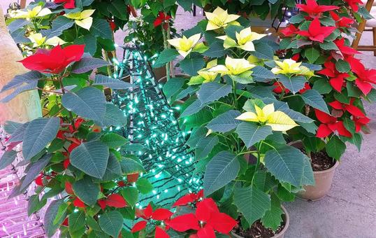 クリスマス飾り/ポインセチア クリスマス飾り/ポインセチアの写真