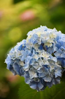 紫陽花 紫陽花の写真