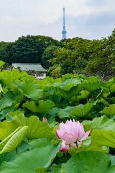 lotus, JPG