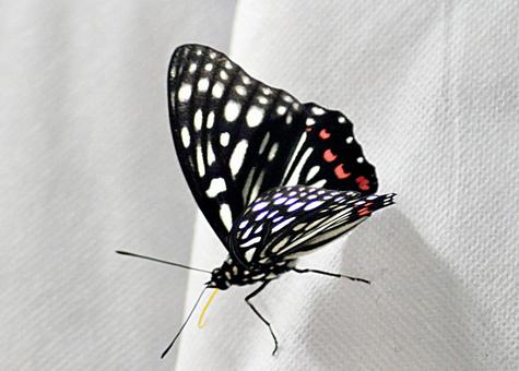 アカボシゴマダラ アカボシゴマダラの写真