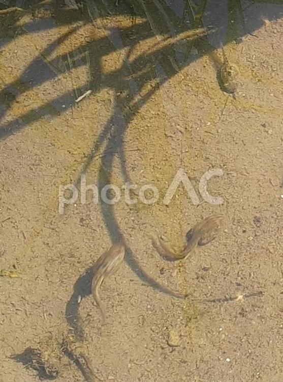 元気に泳ぐ三匹のオタマジャクシ オタマジャクシ,両生類,水の写真素材