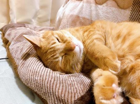 茶トラ猫の写真