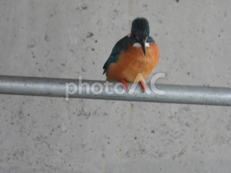 近所の小川で撮ったカワセミ 自然,野生動物,屋外での写真素材