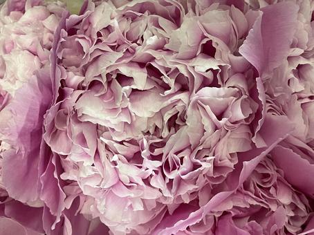花(カーネーション) 花(カーネーション) 花,アップ,植物の写真素材
