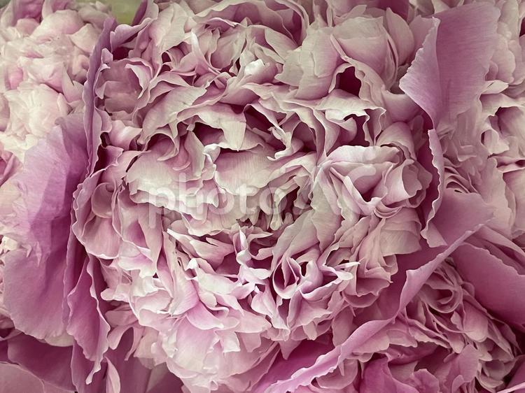 花（カーネーション） 花,アップ,植物の写真素材