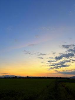 田んぼと朝焼けの写真