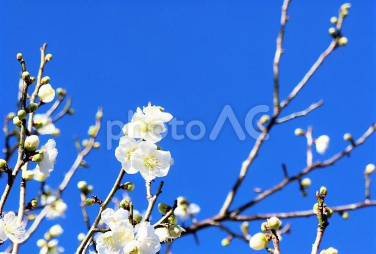 冬の青い空と白い梅 梅,白い梅,梅の香りの写真素材