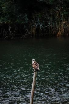 ミサゴ ミサゴ ミサゴ,野鳥,鳥の写真素材