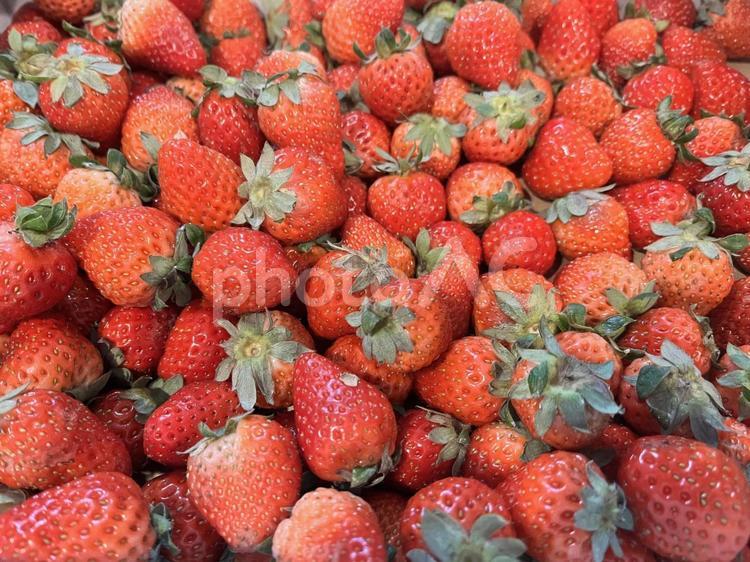 大量の箱入りいちご イチゴ,果物,甘いの写真素材