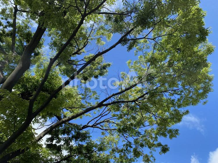 さわやかで気持ちいい青空と大きな木 青空,木,見上げるの写真素材
