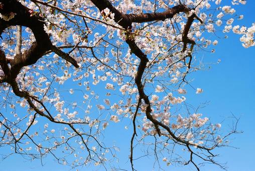 桜と青空 桜と青空の写真