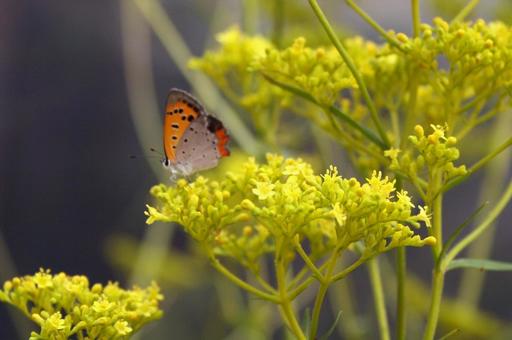 Photo, ominaeji, a flower, many small flowers, 